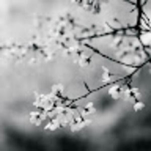 Meet your Posher, Shamima